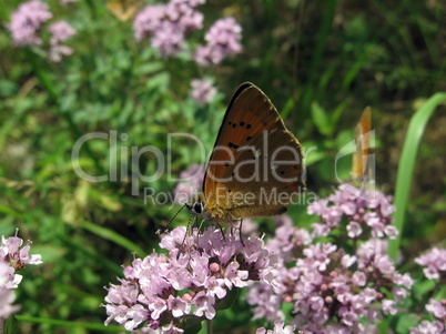 Small red butterfly