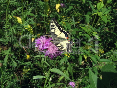 Swallowtail on the flower