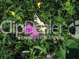 Swallowtail on the flower