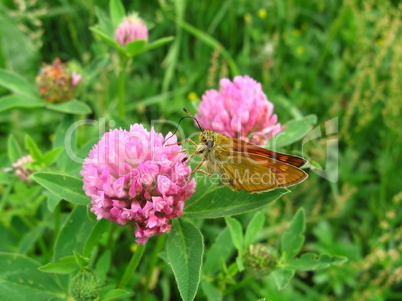 Small butterfly on the flower