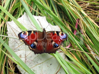 Peacock butterfly on the leaf
