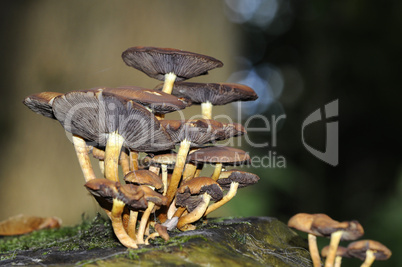 Fungi on dead tree trunk