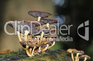 Fungi on dead tree trunk