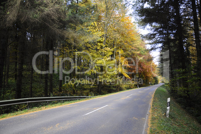 Forest in autumn