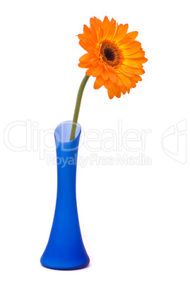 Orange gerbera flower in blue vase on white background