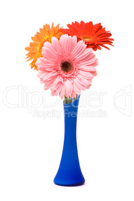 Beautiful gerber flowers in blue vase on white background