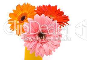 Three gerber flowers in yellow vase on white background