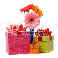 Beautiful gerber flowers in blue vase on white background