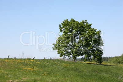 Lonely tree