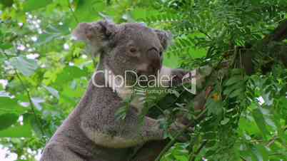 Koala Bear Climbing