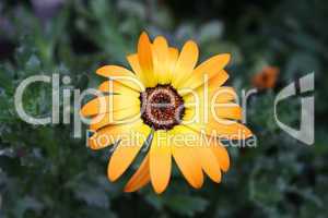 Orange daisy