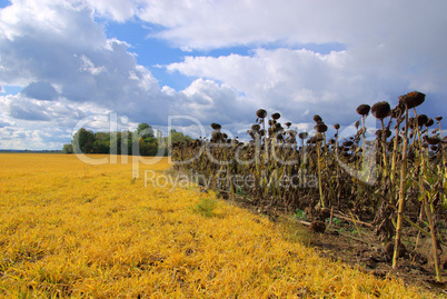 Sonnenblumenfeld Duerre - sunflower field drought 01