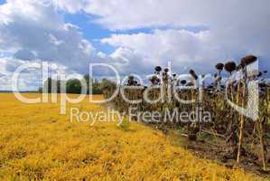 Sonnenblumenfeld Duerre - sunflower field drought 01