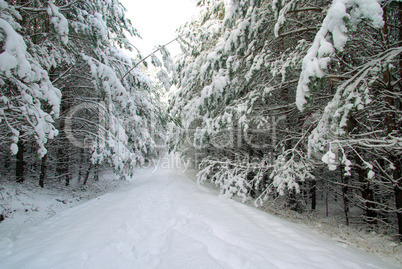 Wald im Winter - forest in winter 26
