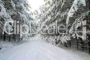 Wald im Winter - forest in winter 26