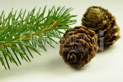 Pine branch - pine cones