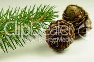 Pine branch - pine cones