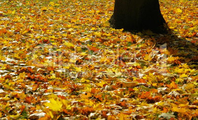 Herbstlaub auf Wiese - fall foliage on meadow 04