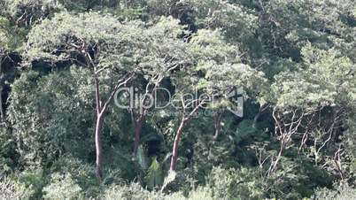 Jungle trees in Mexico