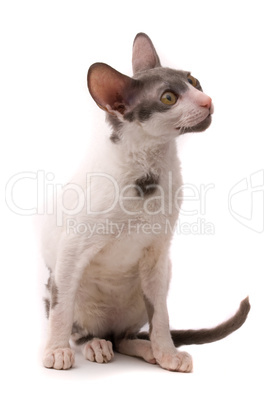 Cornish rex cat on a white background