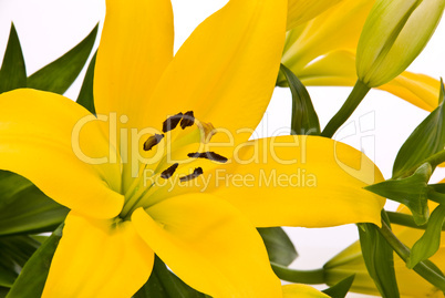 Yellow lily on a white background