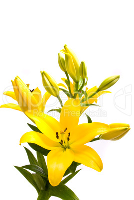 Yellow lily on a white background