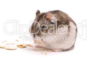 Dwarf hamster eating pumpkin seed