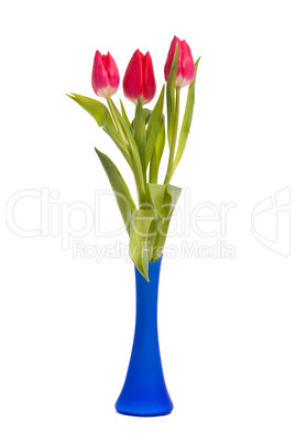 Red tulips in blue vase on a white background