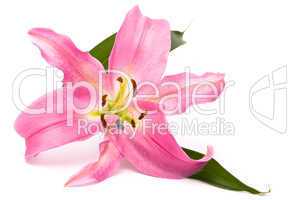 Pink lily on a white background