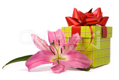 Pink lily and gift box on a white background