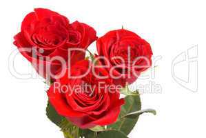 Red roses on a studio white background.
