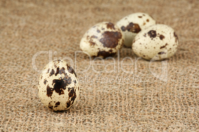 Eggs of a quail