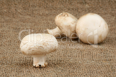 Champignon