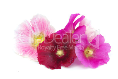 Stockrose freigestellt - hollyhock isolated 04