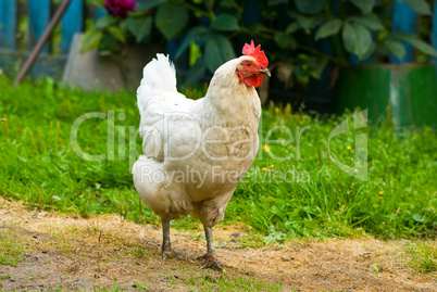 Hen walking on a grass