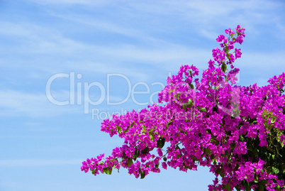 Bougainvillea 08