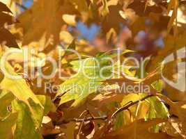Gelbe Herbstblätter