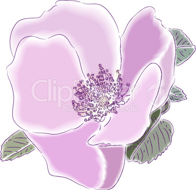 Dogrose flower