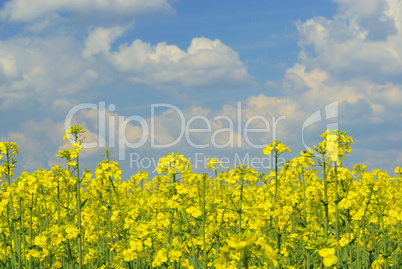 Raps -  Rapeseed 37