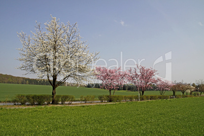 Kirschbaum im Frühling, Bad Rothenfelde