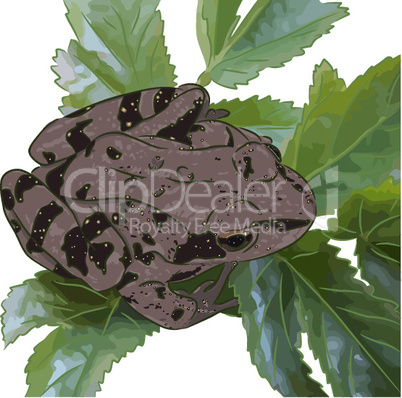 Frog on leaves