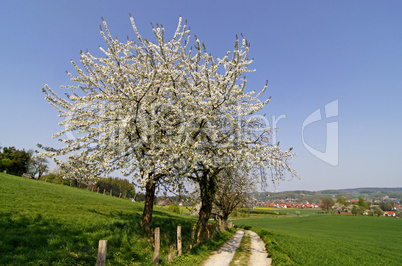 Kirschbaumblüte in Hagen, Osnabrücker Land
