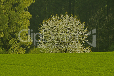 Frühlingslandschaft mit Kirschbäumen, Holperdorp