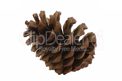 Kiefer, Pinus - Cone of a pine