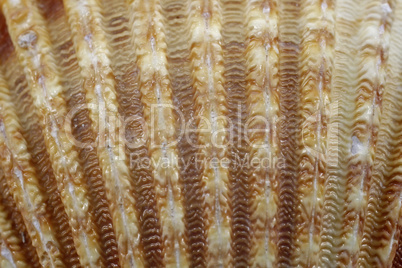 Warzige Herzmuschel, Knotige Herbstmuschel (Acanthocardia tuberculata)