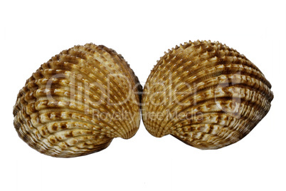 Warzige Herzmuschel, Knotige Herbstmuschel (Acanthocardia tuberculata)