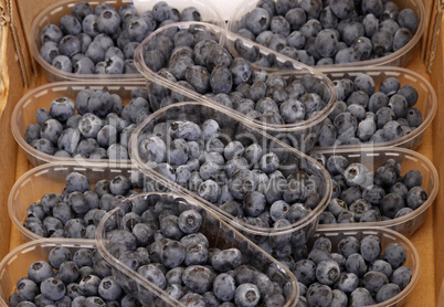 Blaubeeren - Blueberry, bilberry (Blueberries, bilberries)