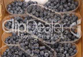 Blaubeeren - Blueberry, bilberry (Blueberries, bilberries)