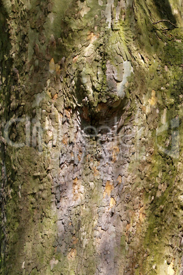 Baumrinde - Tree bark in summer