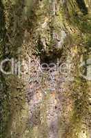 Baumrinde - Tree bark in summer